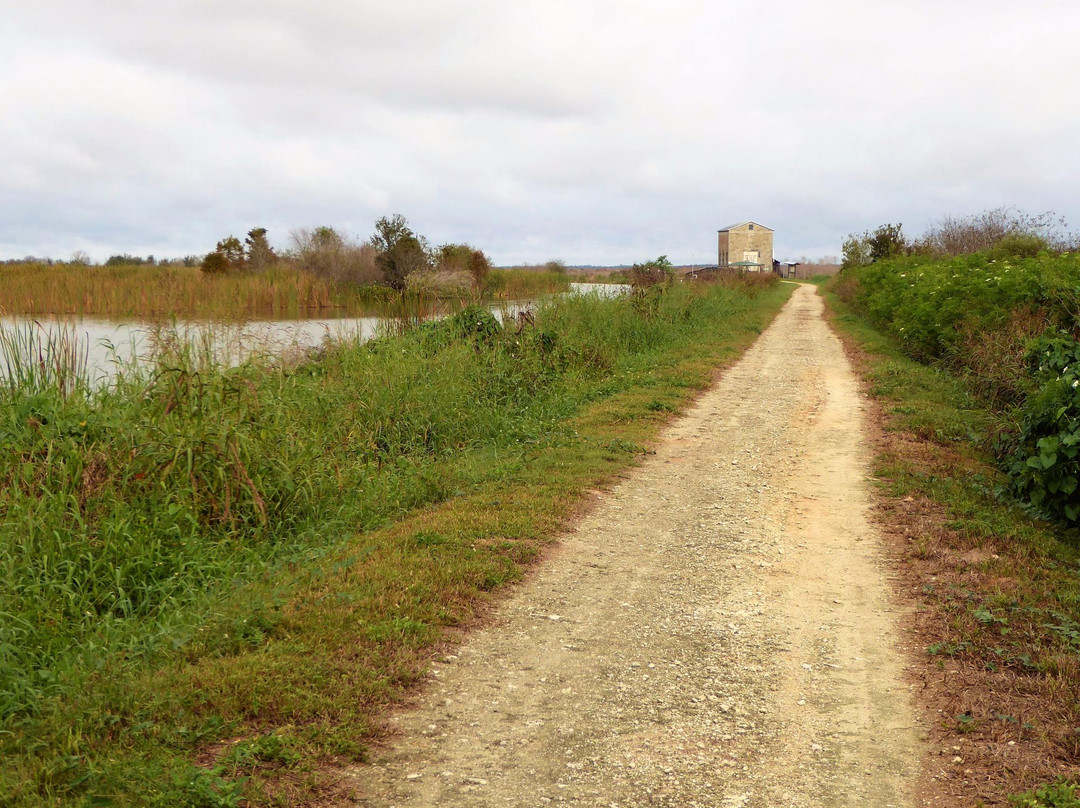 Lake Apopka Loop Trail