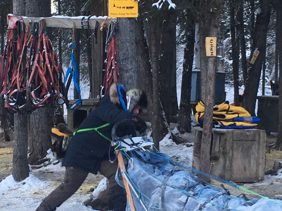 Nenana Sled Dog Adventures-Nenana必去景点