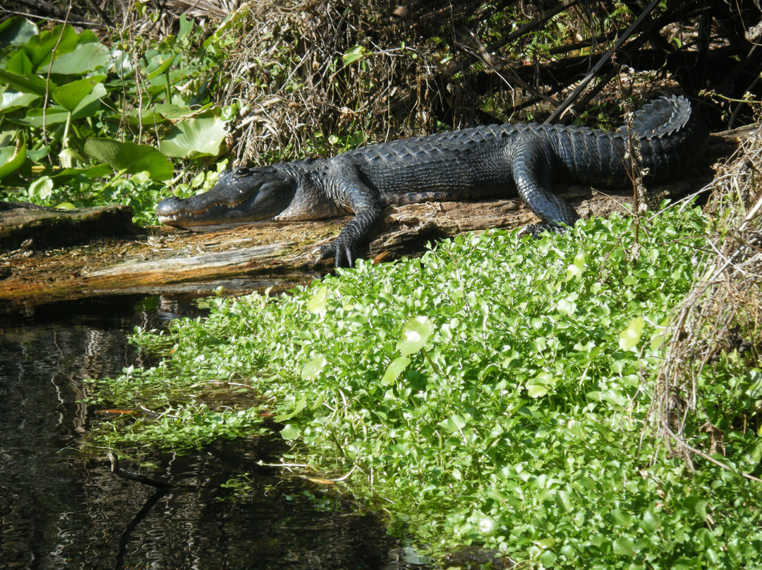 Wekiva Island-Longwood必去景点