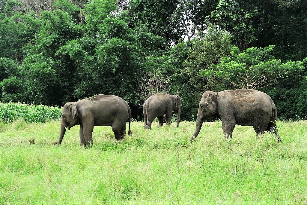 Chiangmai Elephant Home