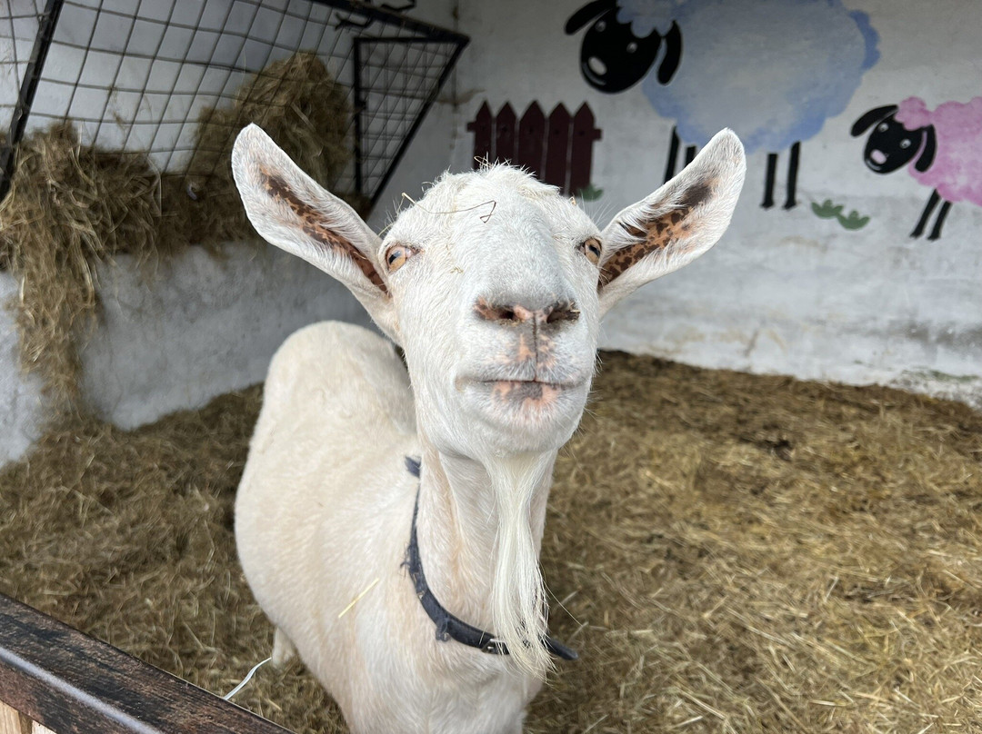 Marlhill Open Farm-卡舍尔必去景点