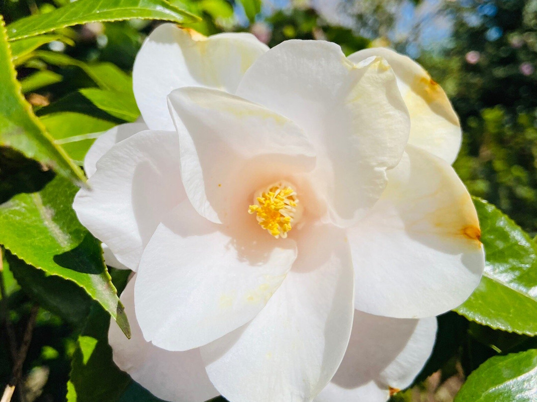 Camellia Park-洛迦诺必去景点