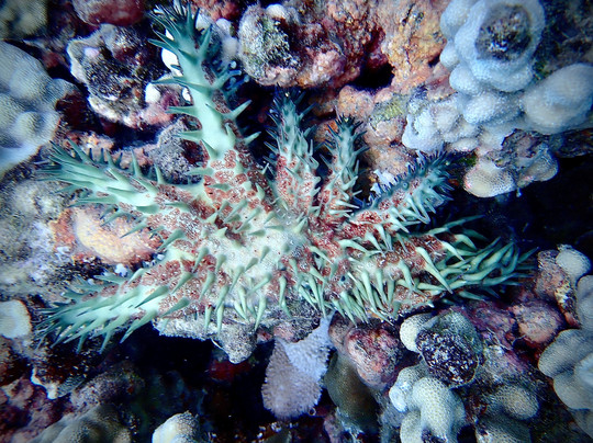 Destination Diving And Snorkel Maui-拉海纳必去景点