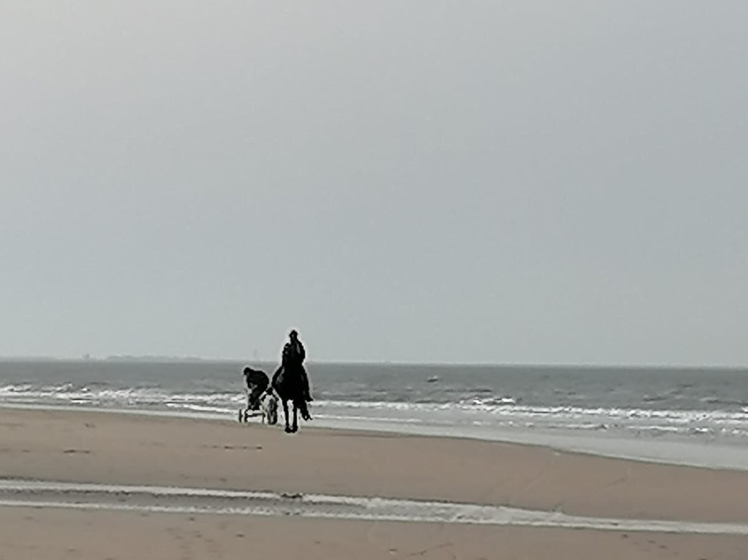 Strand van Castricum景点图片