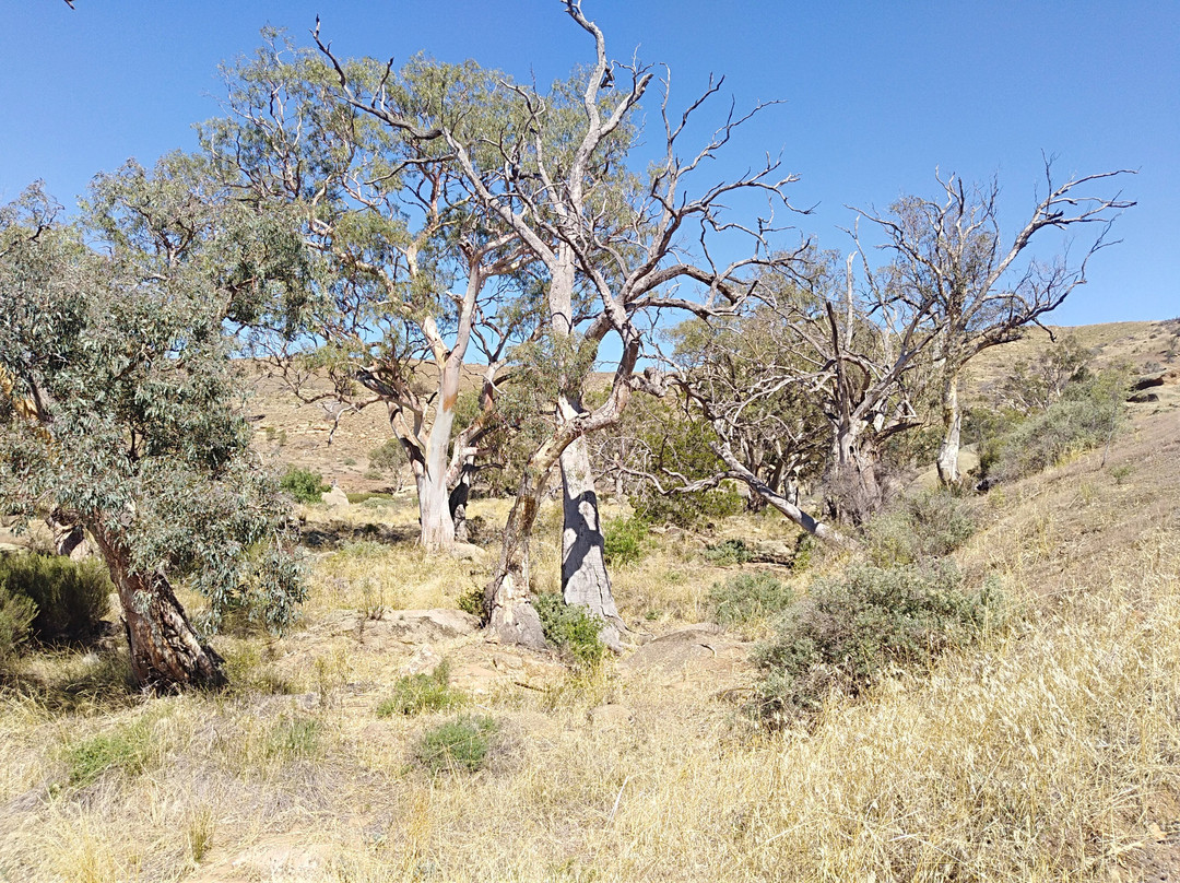 Mannum Waterfalls景点图片