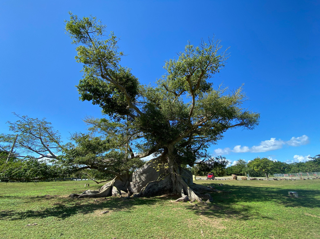 La Gran Ceiba de Vieques-维切克岛必去景点
