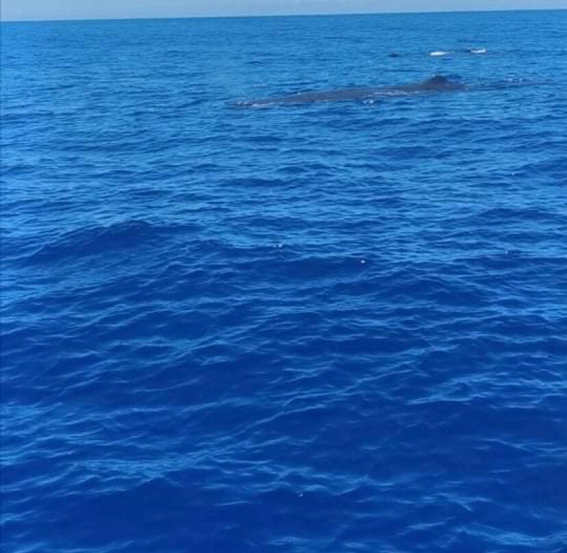 Whale Dream - Swim with Dolphins and Whale watching excursions in Mauritius景点图片