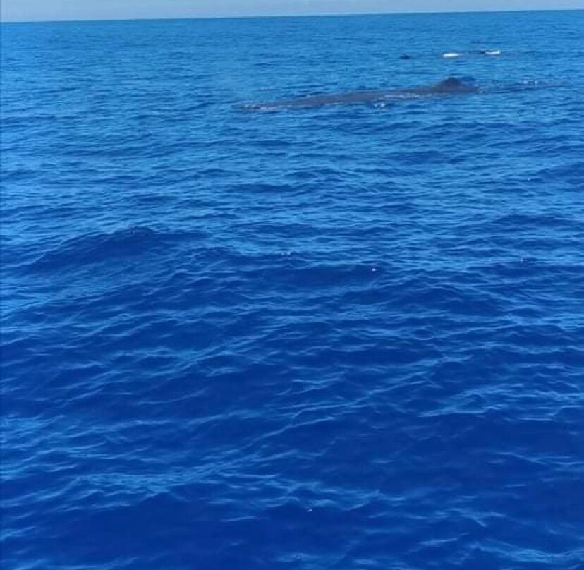 Whale Dream - Swim with Dolphins and Whale watching excursions in Mauritius-黑河必去景点