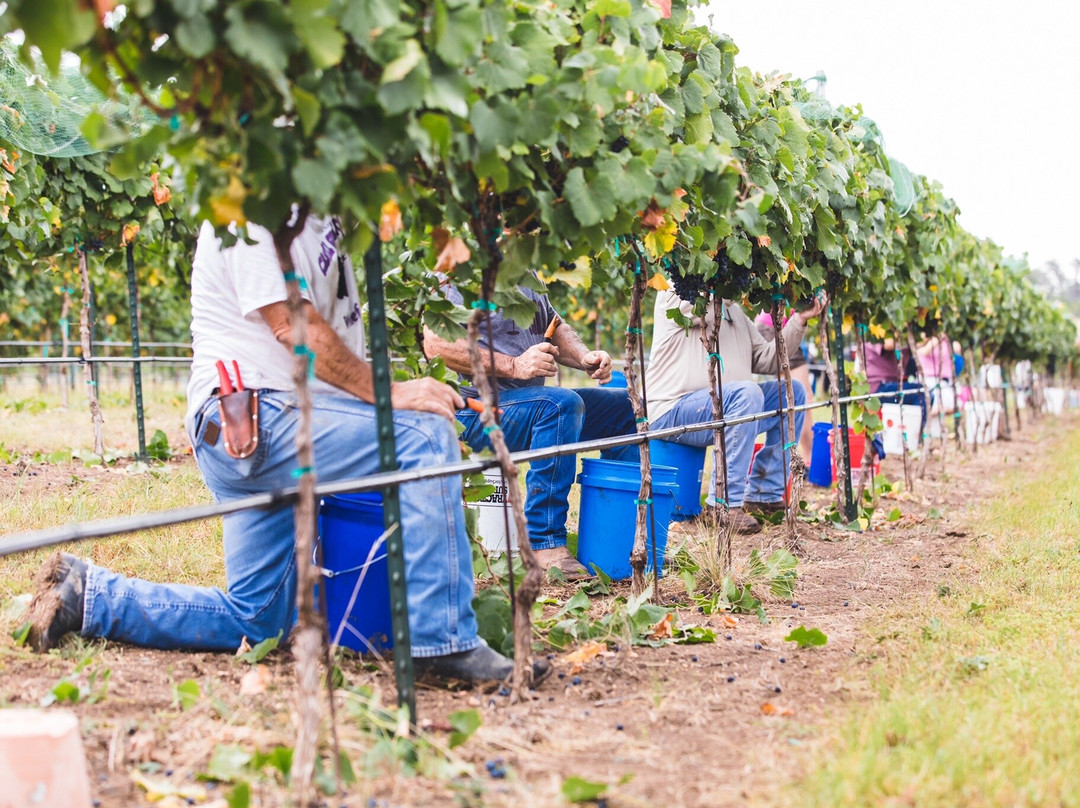 Texas Heritage Vineyard-弗雷德里克斯堡必去景点