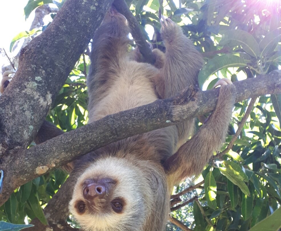 Costa Rica Animal Rescue Center景点图片
