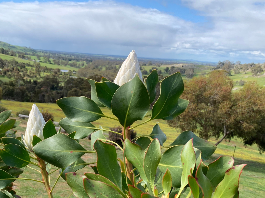 Mica Grange Garden-Sutton Grange必去景点