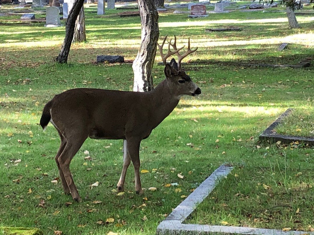 Ross Bay Cemetery景点图片
