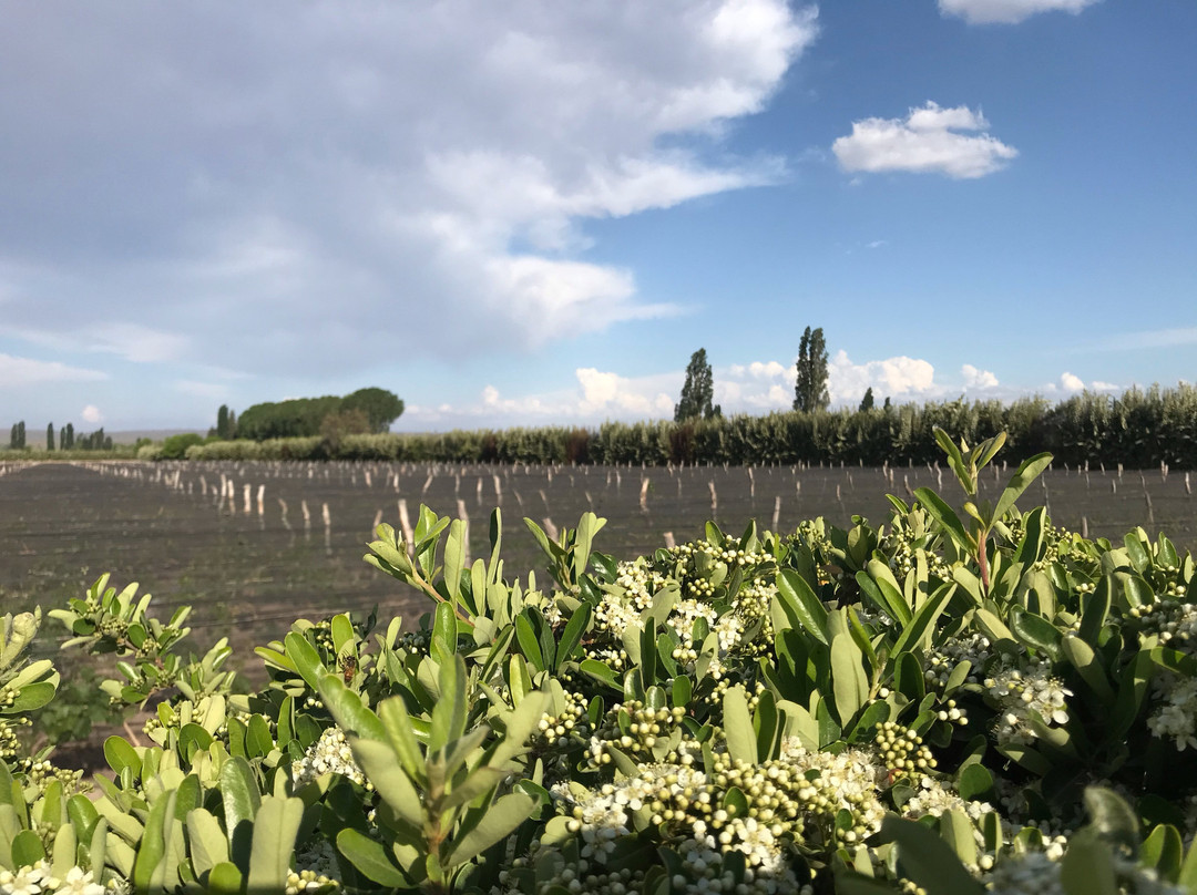 Posada Finca Garciarena主图