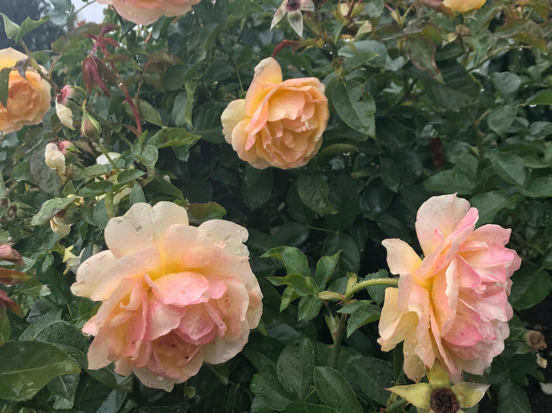 Dubuque Arboretum & Botanical Gardens-迪比克必去景点