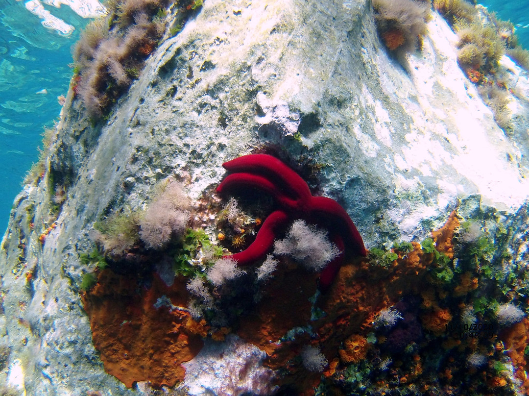 La Gorgonia Diving Center-利帕里必去景点