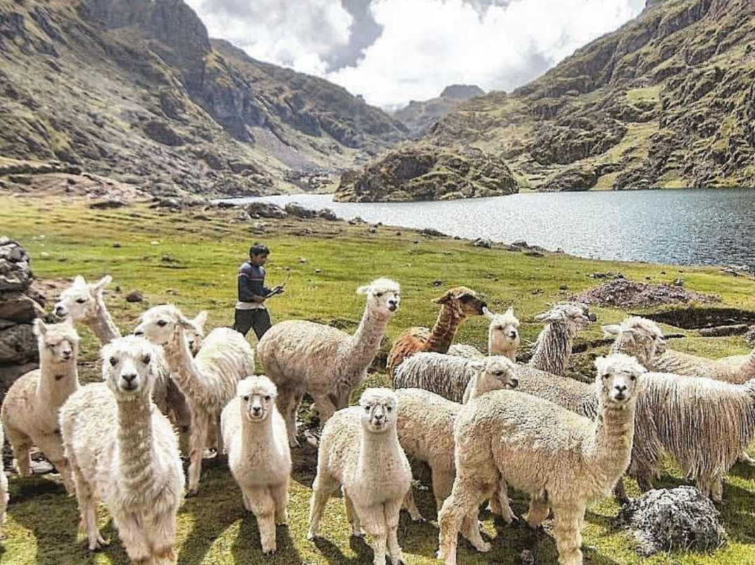 Llama Education-阿雷基帕必去景点