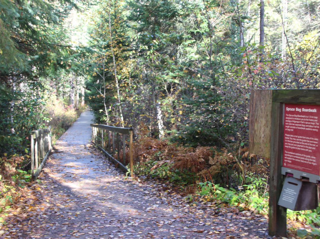 Spruce Bog Boardwalk Trail景点图片