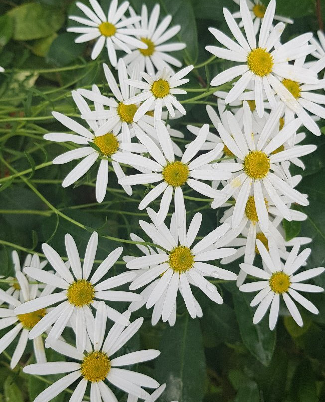 UriKkot Botanical Garden-华城市必去景点