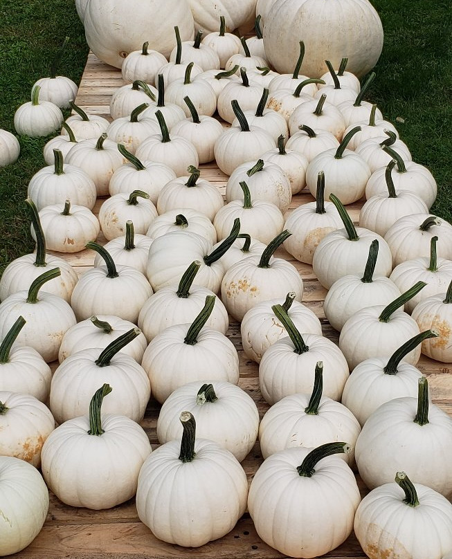 Patterson Fruit Farms-Chesterland必去景点