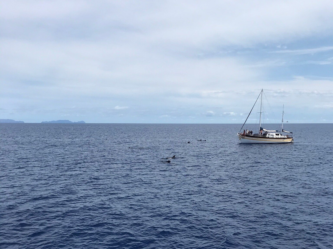 Vip Dolphins-沙尔必去景点