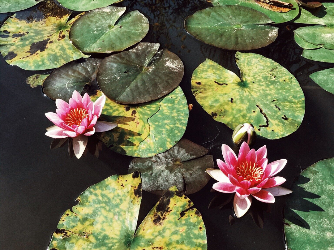 Jardin du Peintre Andre Van Beek景点图片