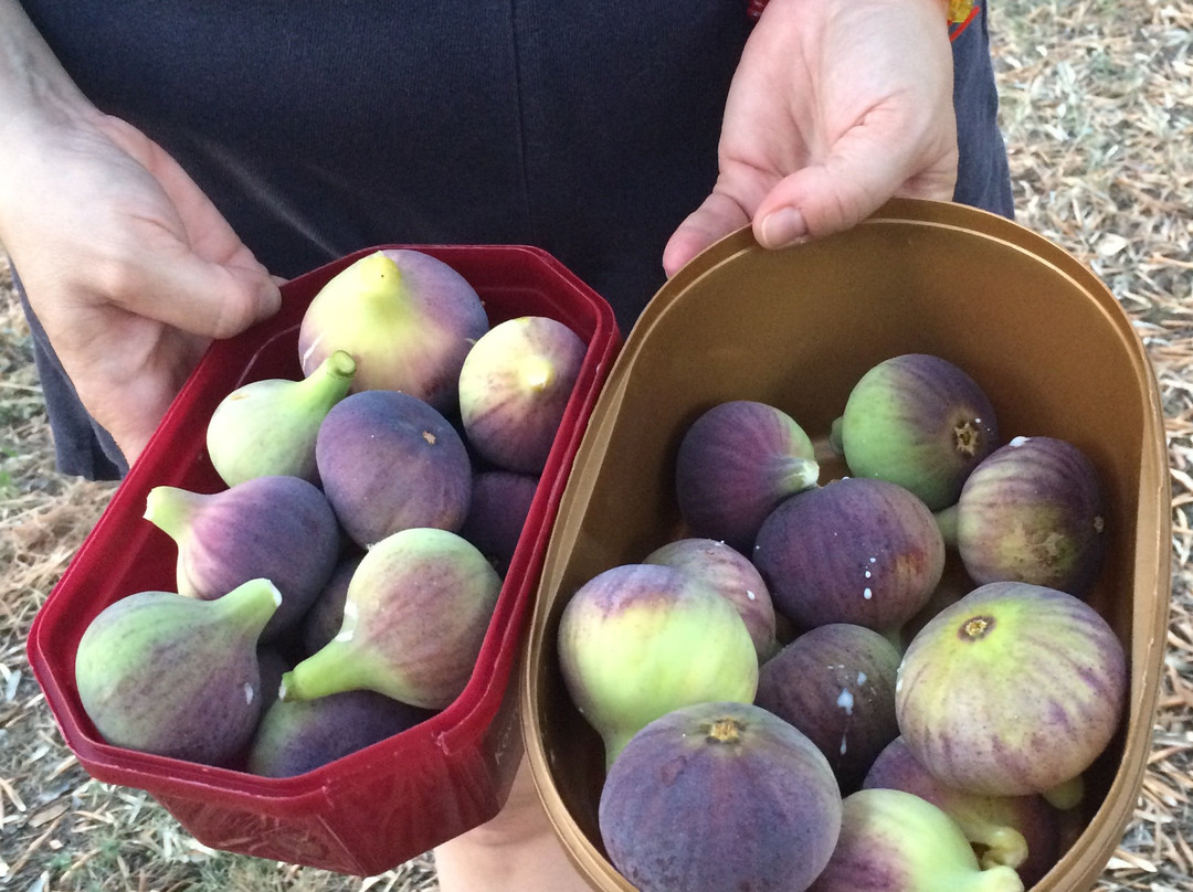 Margo wine routes-雅典必去景点