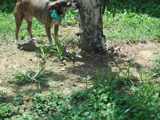 La Quinta Inn & Suites by Wyndham Chattanooga - Lookout Mtn主图