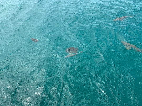 Wavedancer Low Isles Cruise-道格拉斯港必去景点