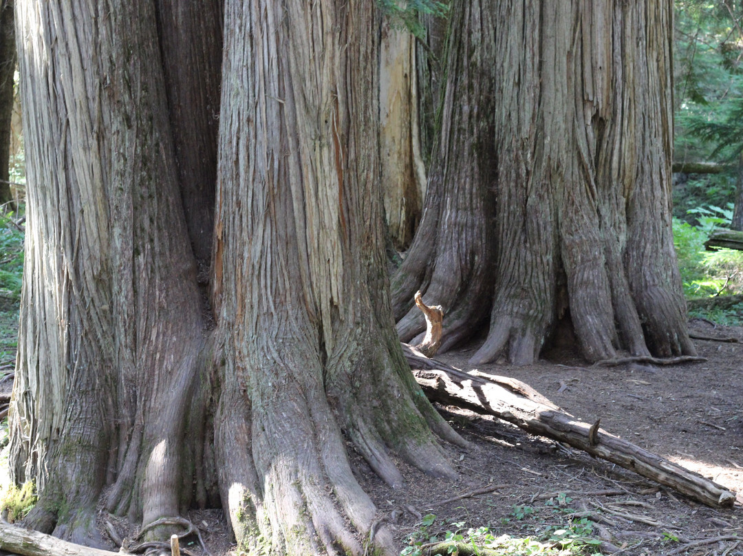 Ross Creek Cedar Grove Scenic Area景点图片
