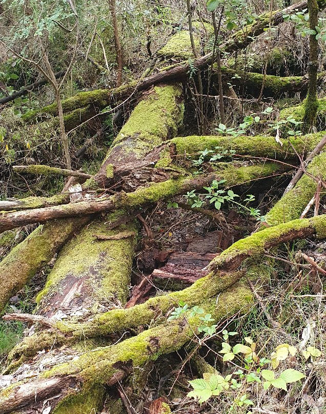 Beedelup National Park-彭伯顿必去景点