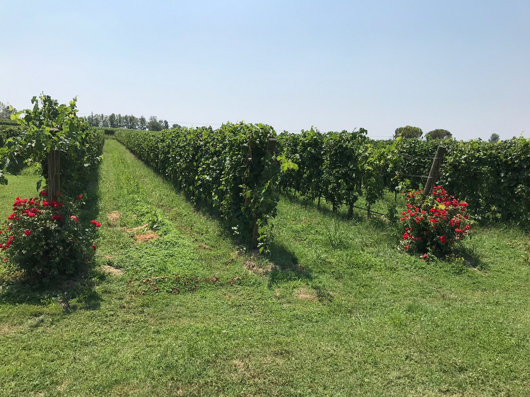 Azienda Agricola Bulgarini - Cantina Bulgarini-Pozzolengo必去景点
