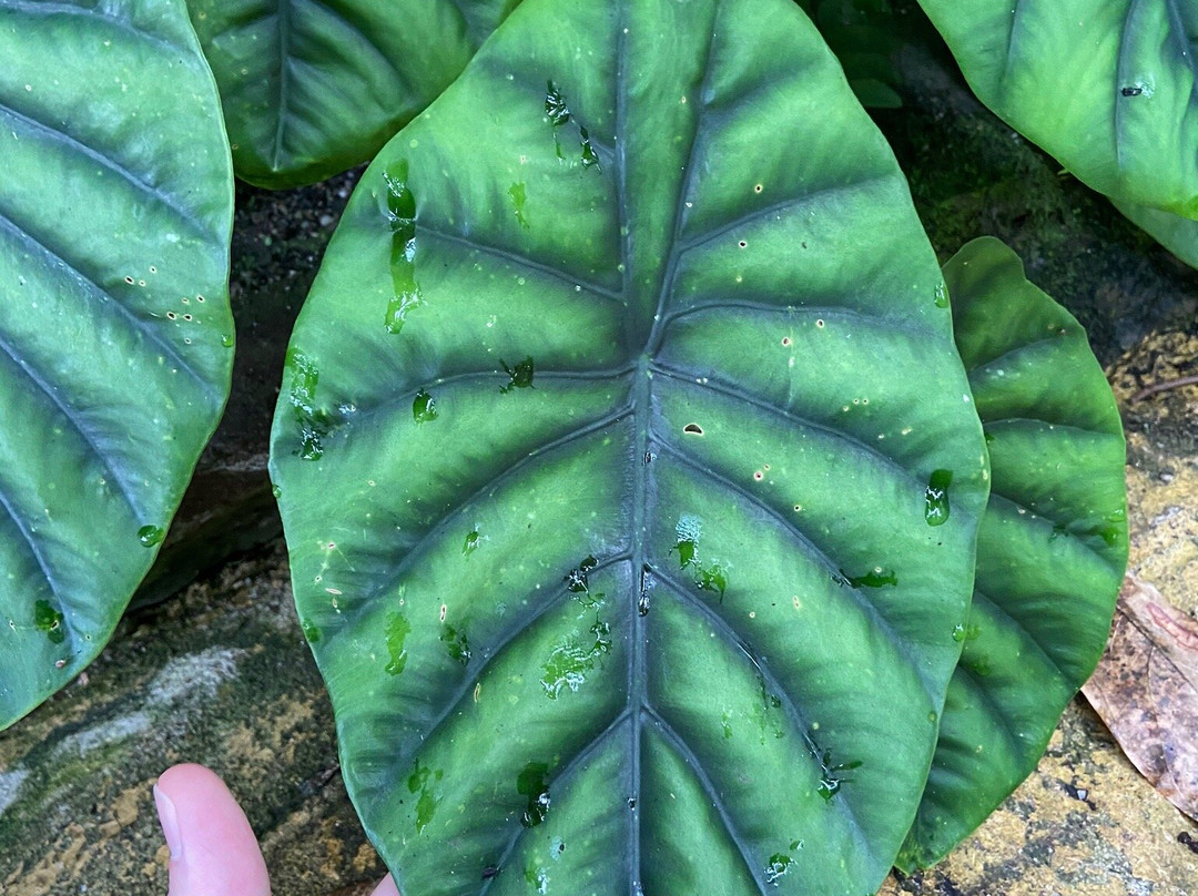 Botanicka zahrada Praha - Tropicky skleník FATAMORGANA景点图片