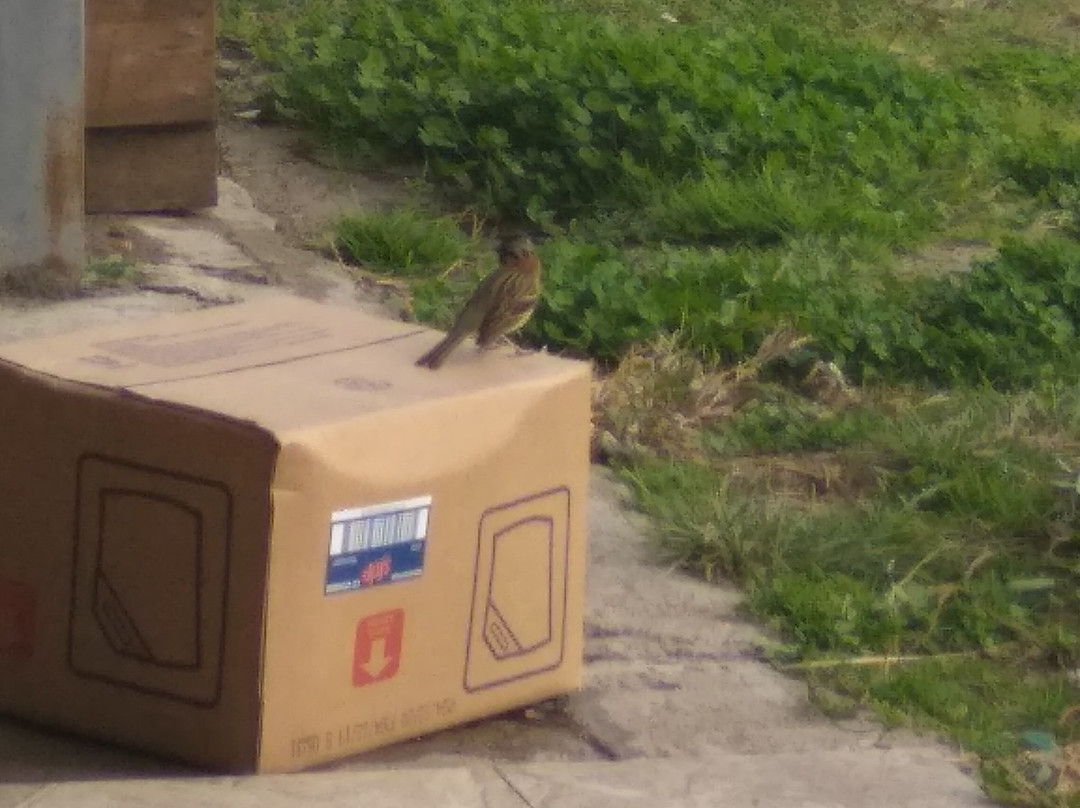 Pulpería El Parral - Patio De Tango-Dolores必去景点