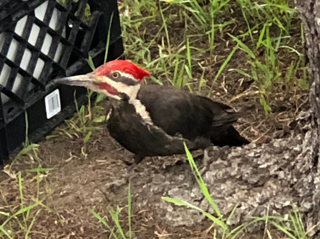 Lazy Daze Resort主图