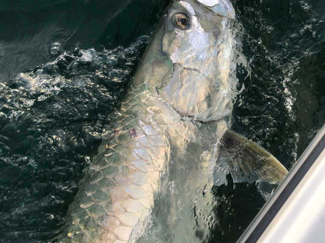 Palm Island Outfitters-Cape Haze必去景点