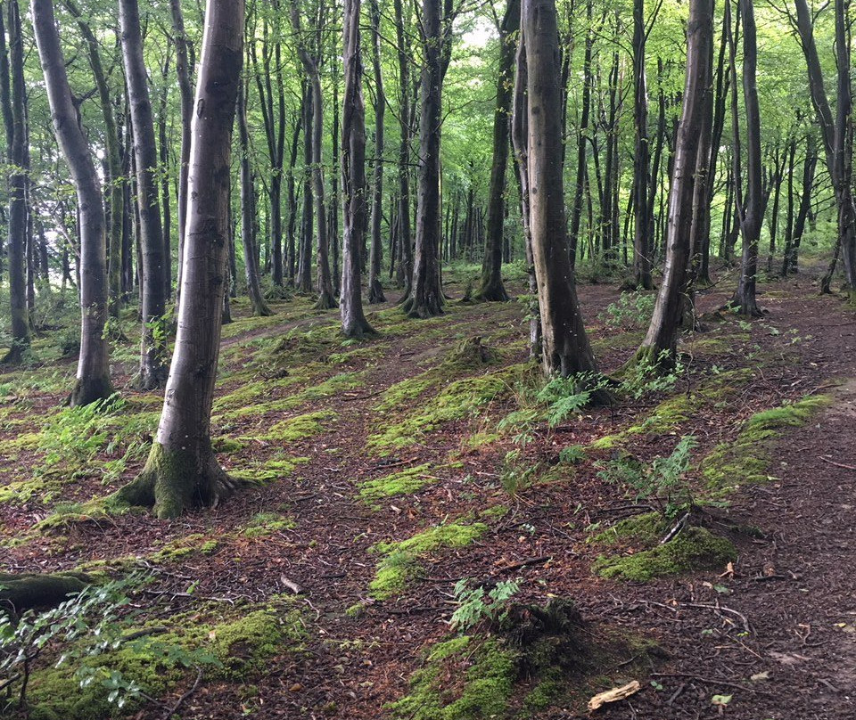 Beacon Hill Woods-Shepton Mallet必去景点