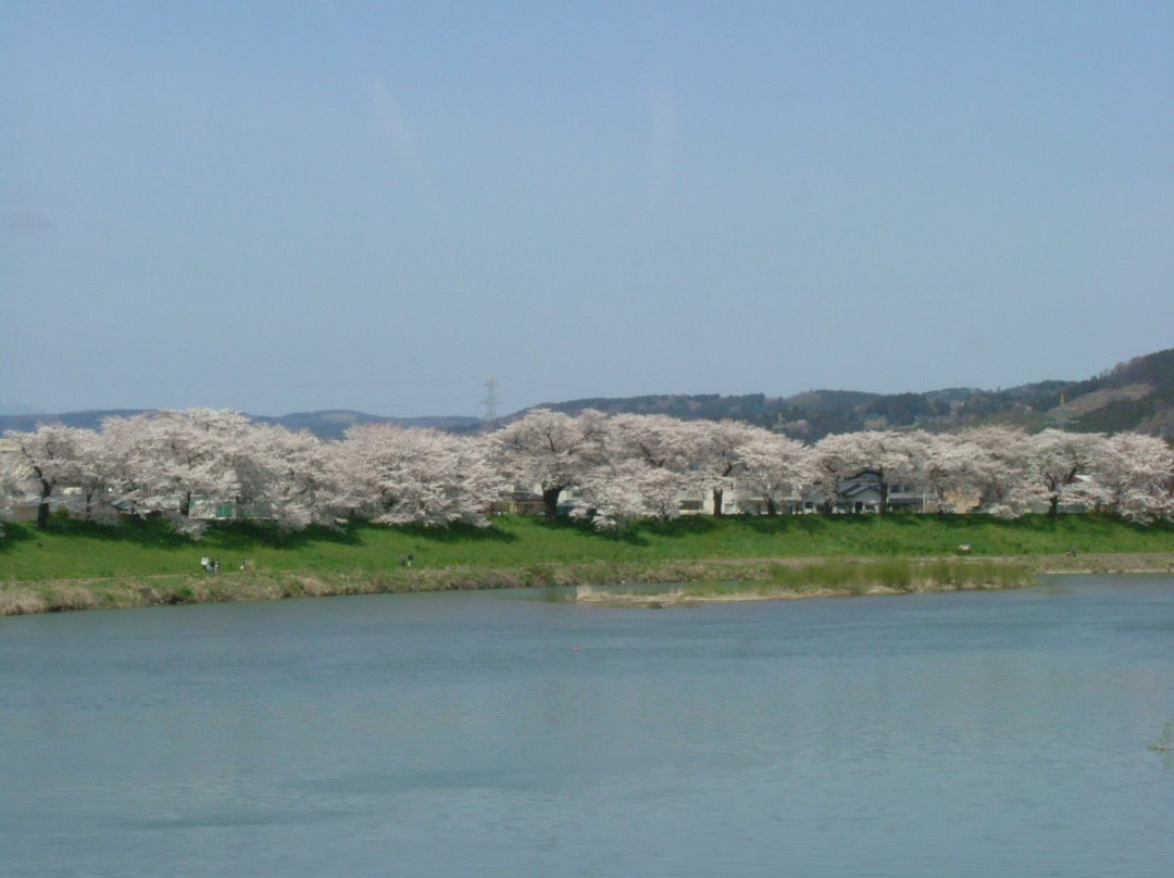 Shiroishigawa Embankment Hitome Sembonzakura-大河原町必去景点