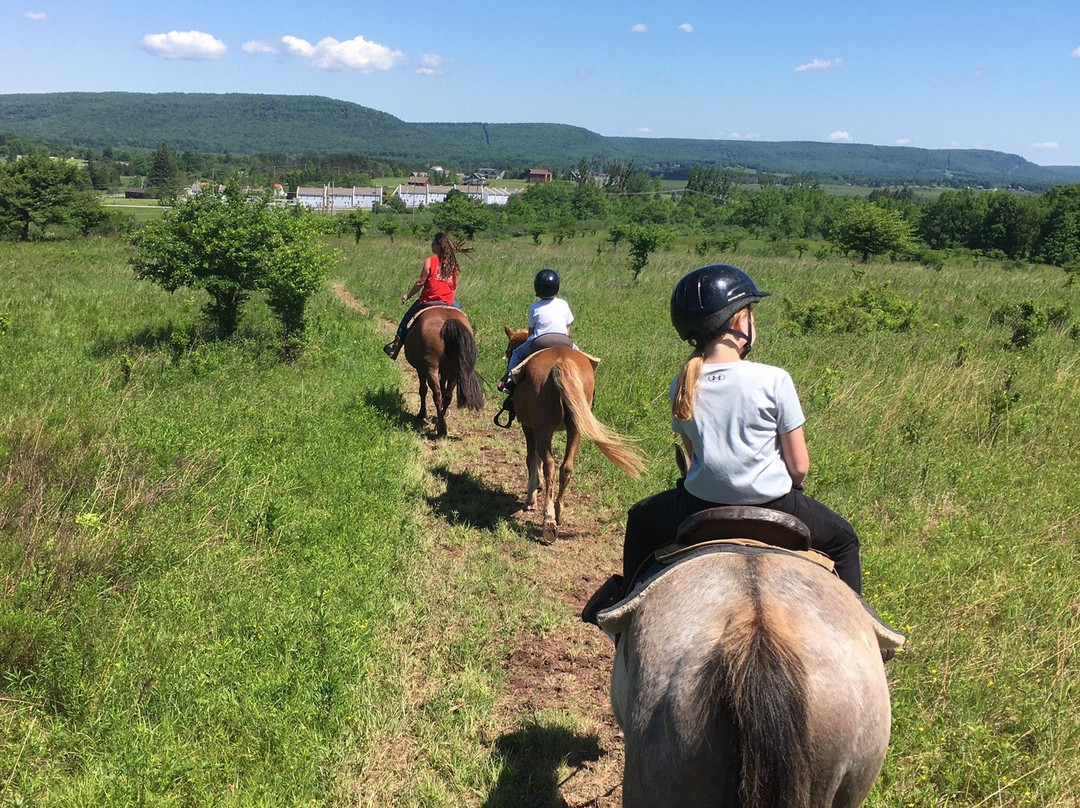 Mountain Trail Rides Horseback Riding & More景点图片