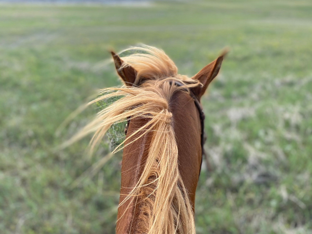 Hurley Butte Horseback Riding景点图片