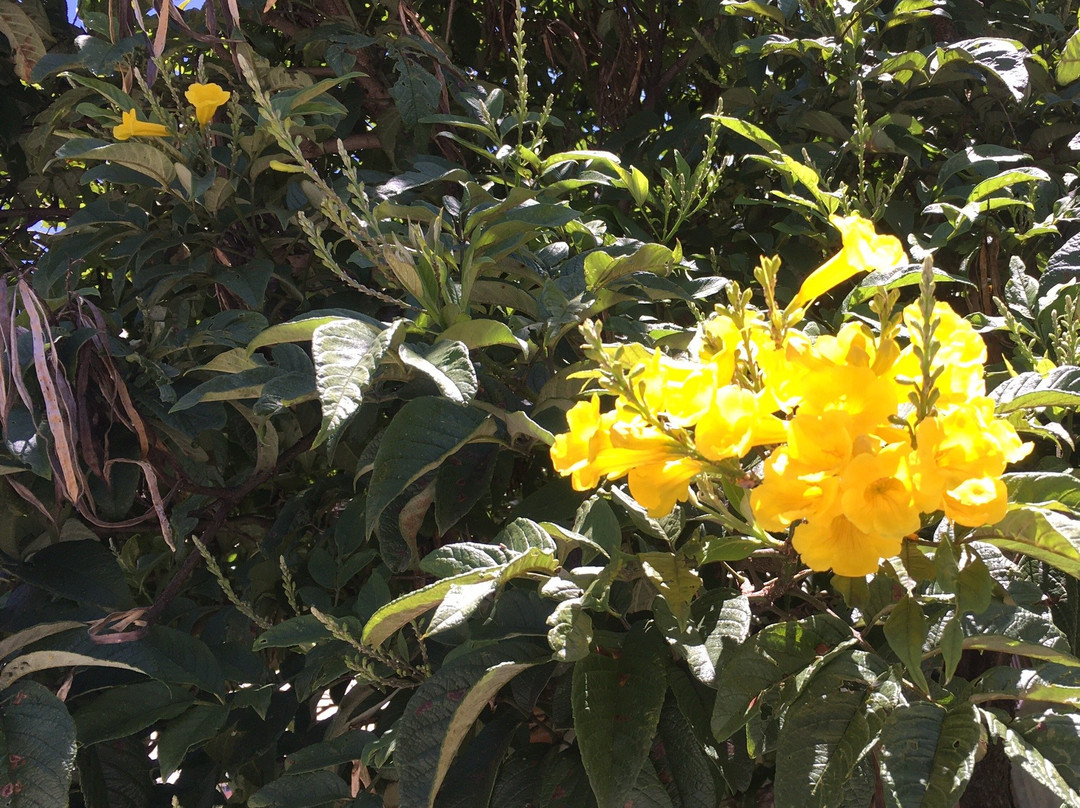 大都会公园-基多必去景点