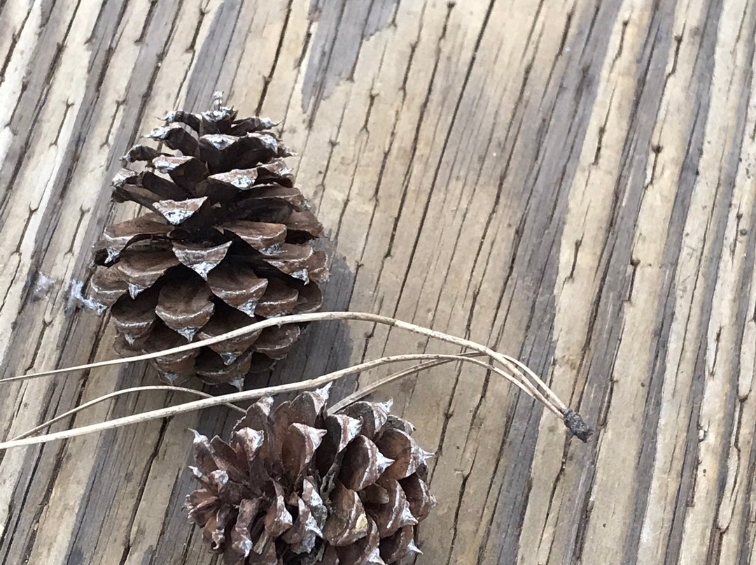 Flagstaff Extreme-弗拉格斯塔夫必去景点