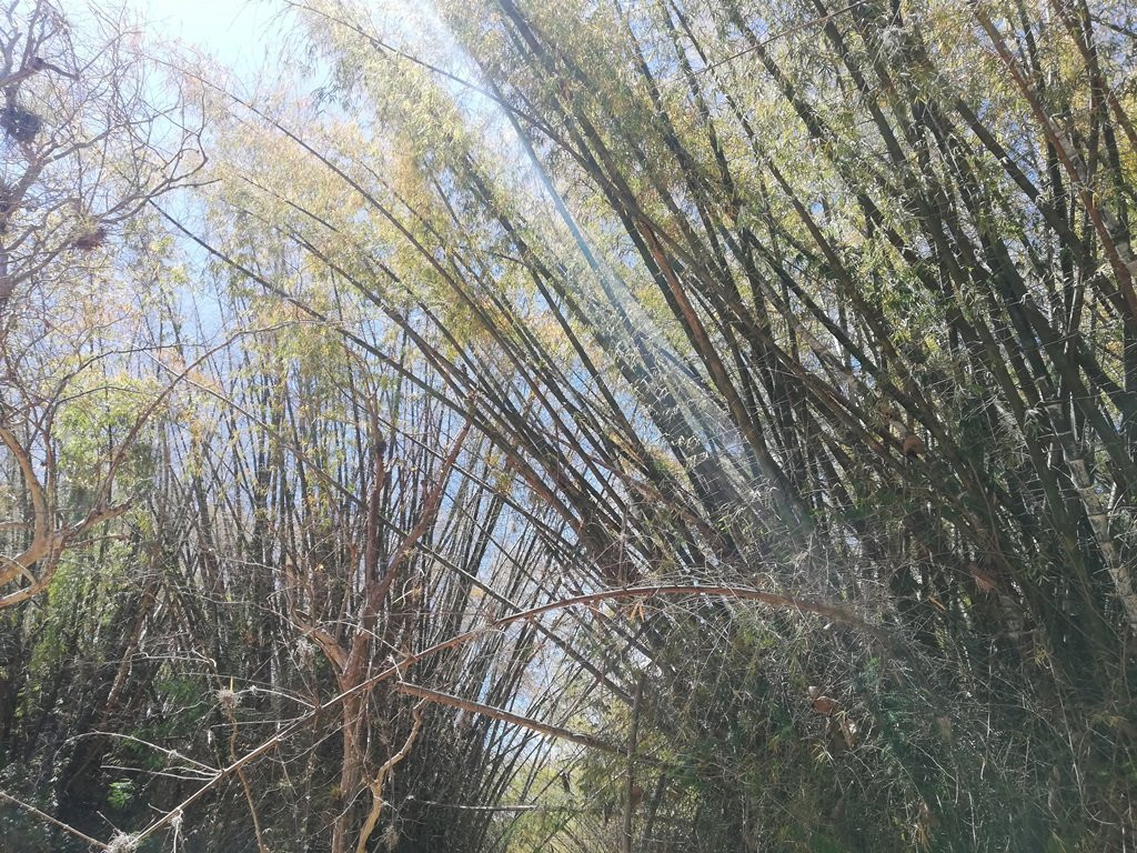 Jardín Botanico de Cienfuegos-西恩富戈斯必去景点