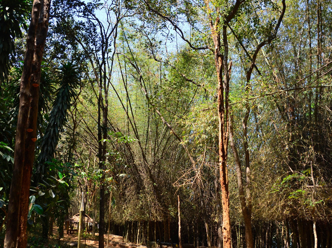 Kodanand Elephant Training Centre-Kodanad必去景点