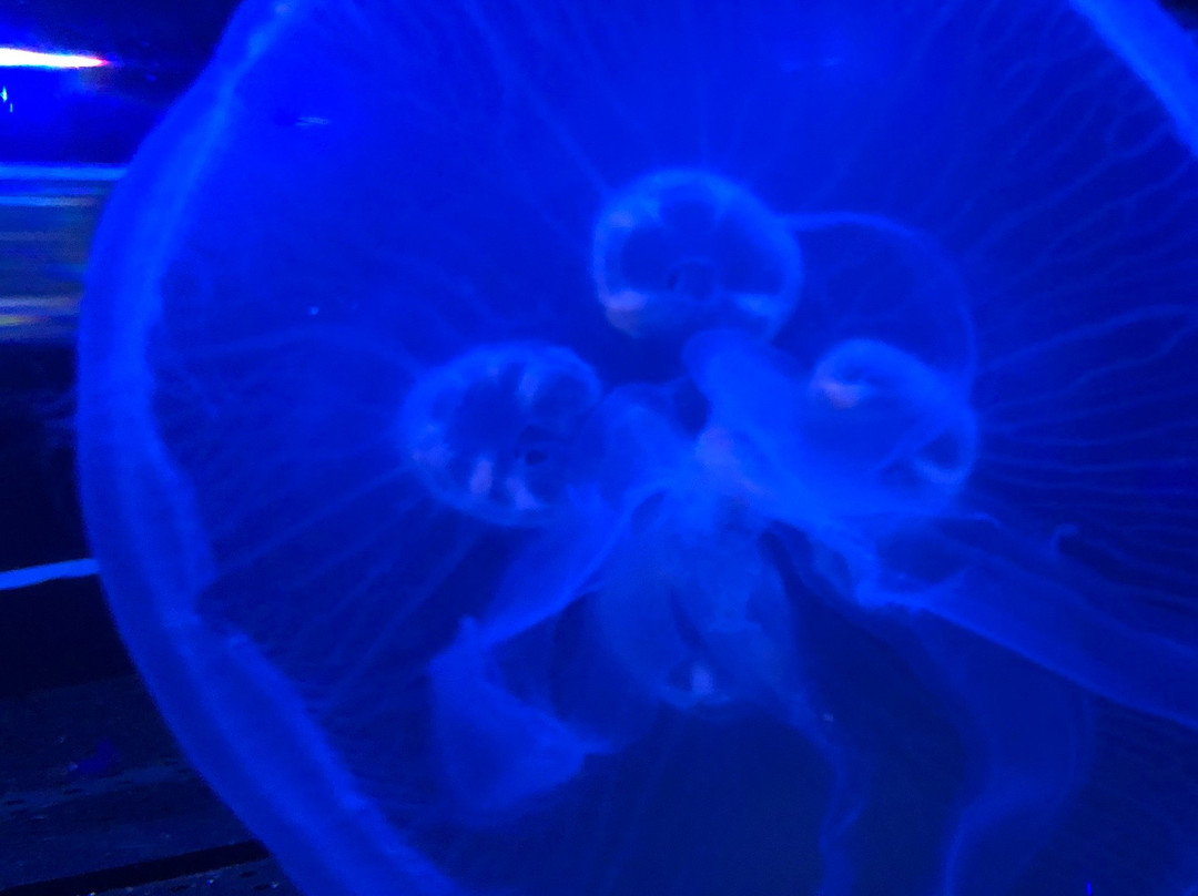 Acuario del Bajio-利昂必去景点