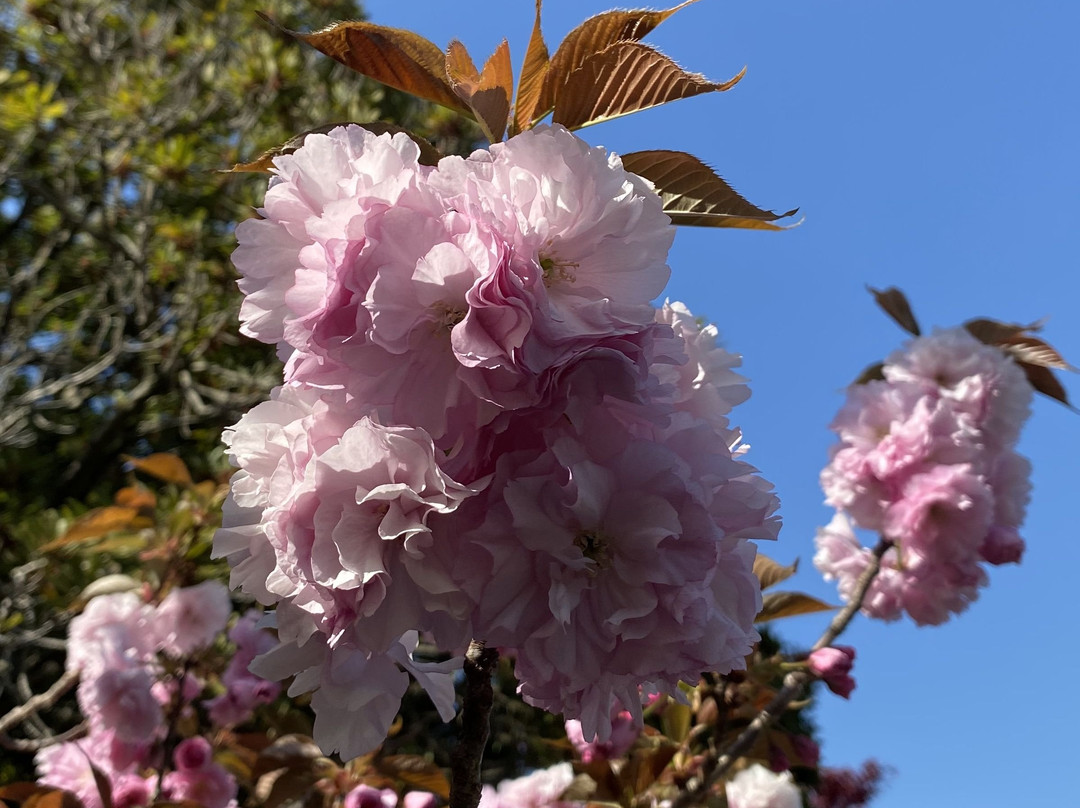 Nagaoka Tenmangu-长冈京市必去景点
