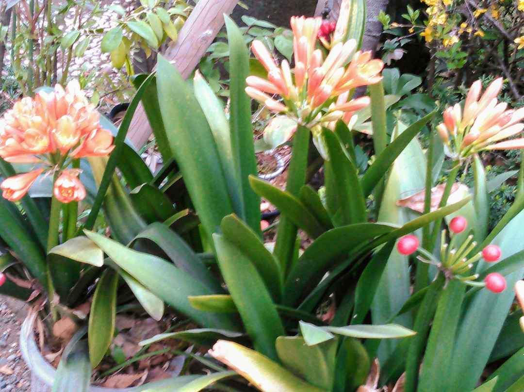 Honsenji Temple-品川区必去景点