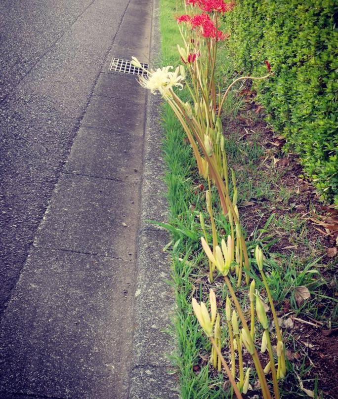 Tamareien Cemetary-府中市必去景点