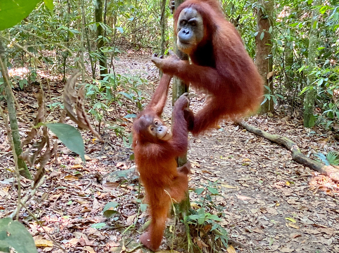 Tambrin trek-武吉拉旺必去景点