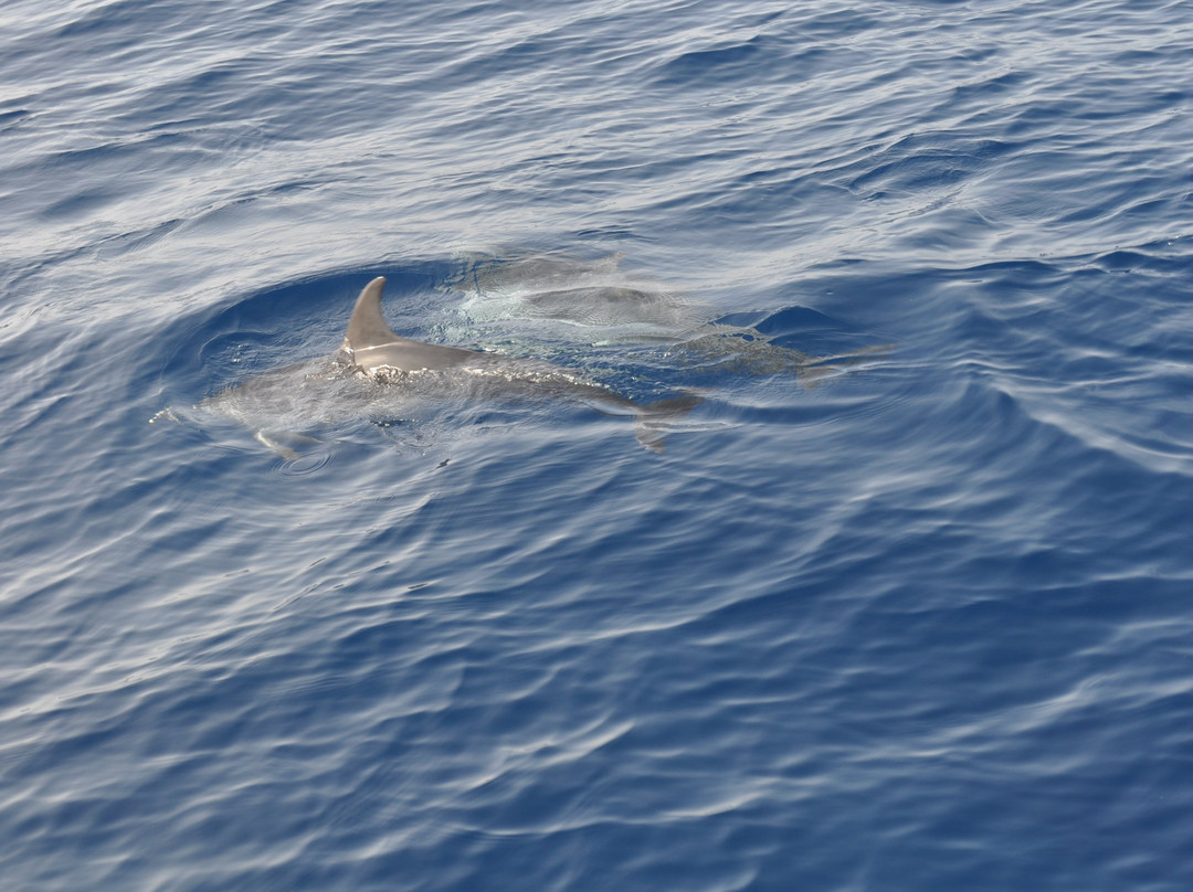 Kailani Whale Watching-奥德杰海岸必去景点