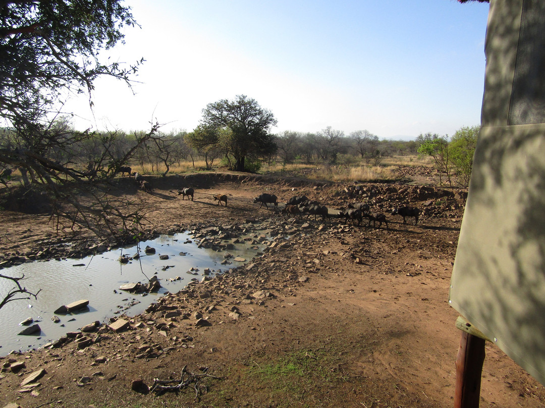 Bushwa Private Game Lodge主图